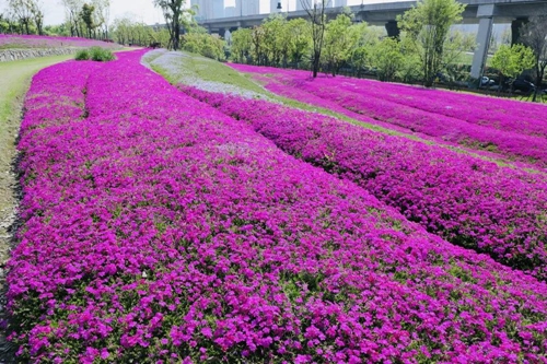 世紀城100萬株芝櫻花驚豔綻放